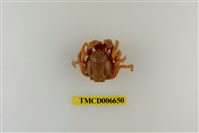 藏品(短指和尚蟹)的圖片